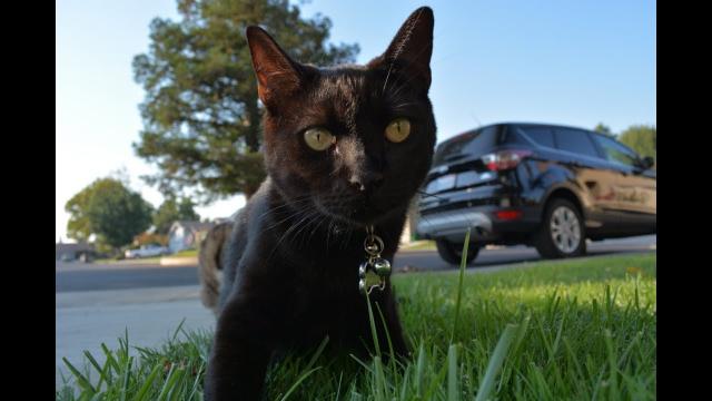 Amazing Reunion Between a Cat and her Owner after Six years of long lost