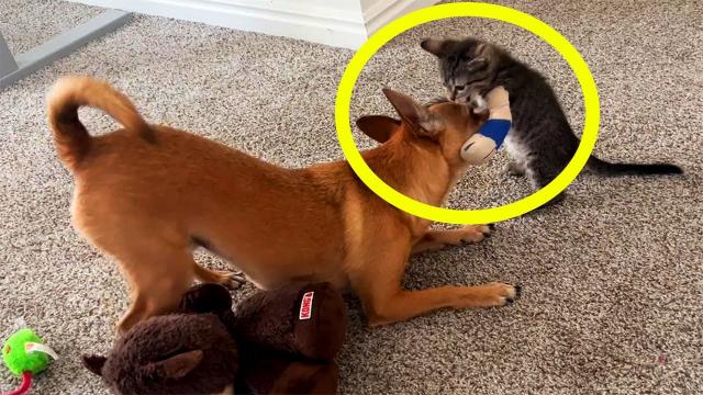 Dog Refuses To Let Kitten Go – Owner Turns Pale When He Discovers Why