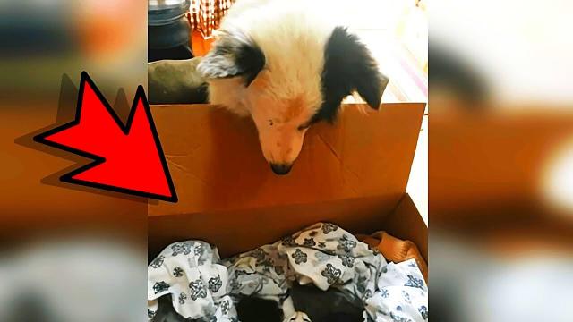 When This Rescue Dog Peered Inside A Box, His Natural Instincts Immediately Kicked In
