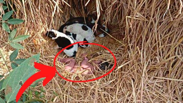 Man Thought He Found Litter Of Puppies In Abandoned House , So Vet Takes Action !!