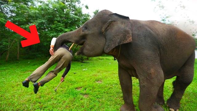 Elephant sees his nanny again after 9 years but his reaction was unexpected