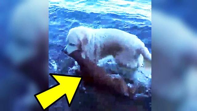 This Golden Retriever Has Been Titled A Superhero Because Of What He Retrieved On The Beach..