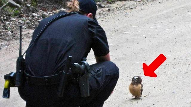 Baby Owl Keeps Following Officer For Help - When She Realizes Why, She Bursts Into Tears