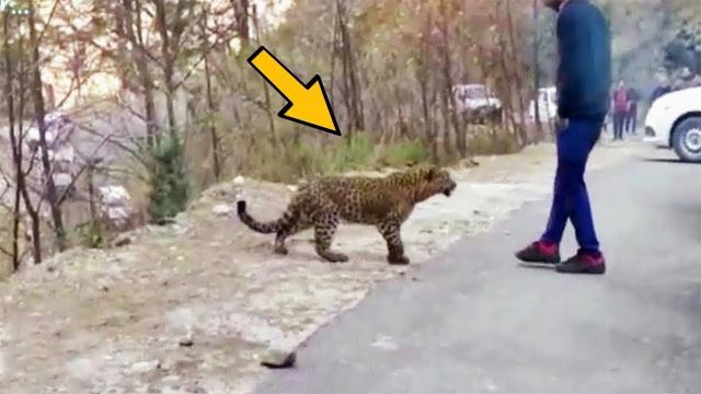 Jaguar Tries To Get Attention From Tourist - When He Realizes Why, He Bursts Into Tears
