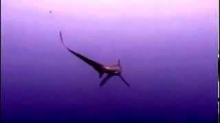Le requin-renard pélagique gifle les poissons