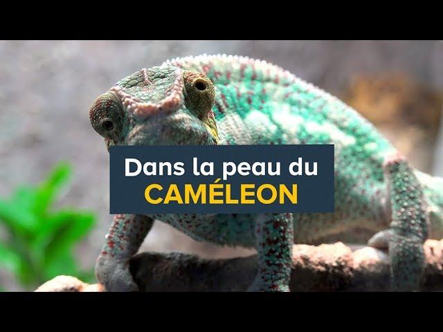 Dans la peau du caméléon