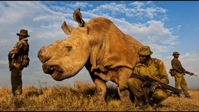 THIS RHINO IS PROTECTED BY ARMED GUARDS 24/7. I WAS SHOCKED WHEN I LEARNED THE REASON WHY