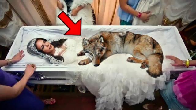 Wolf Refuses To Leave Woman’s Coffin - When Family Discover Why, They Call The Police