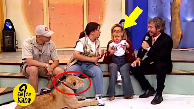 A Lion Grabbed Her Baby On Live TV. What The Handler Told Mom To Do Sounds Insane!