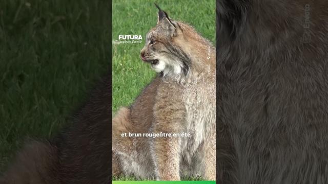 Un lynx noir observé pour la première fois au Canada !