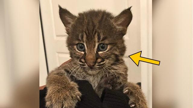 Woman Takes Cat To Groomer - Groomer Burst Into Tears After Seeing It's Not A Cat