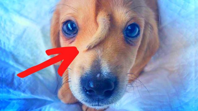 The Story Behind The Dog Born With An Extra Little Tail On His Face is Astonishing