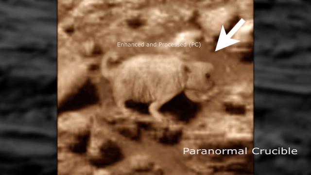 Prairie Dog Found On Mars?