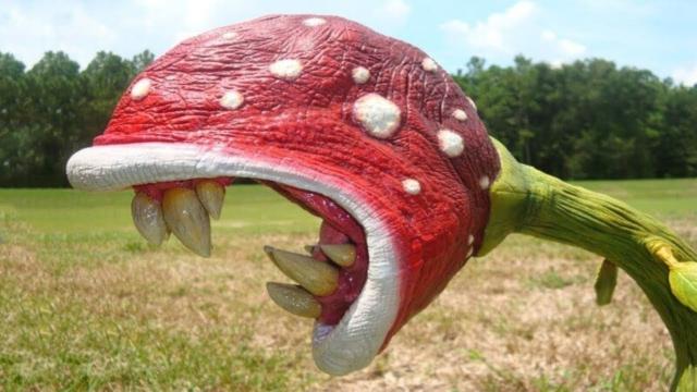 Hiker Finds Giant Plant In Forrest – When Ranger Arrives, He Says ”You Are Not Supposed To See This”