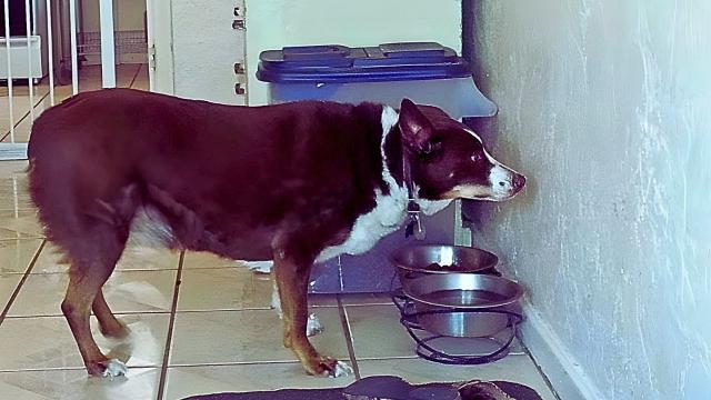 Man installs camera after dog stares at a spot on the wall for days and finds out why he does it