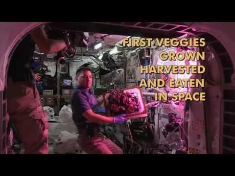 Astronauts Take First Bites Of Space-Grown Lettuce