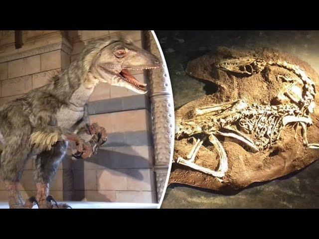 Scientists STUNNED to find DINOSAUR with flesh still intact