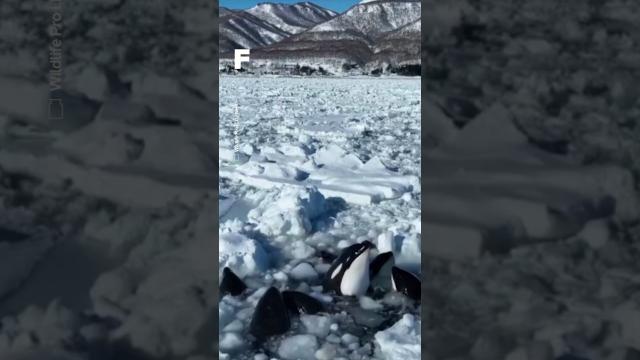 Une famille d’orques coincée au cœur des eaux glacées au Japon !