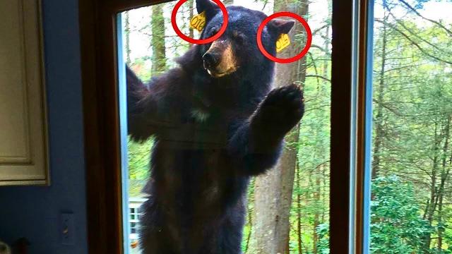 Bear Waves To Family Every Morning – One Day Dad Follows Him And Makes A Strange Discovery