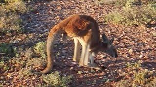 Le kangourouà 5 pattes