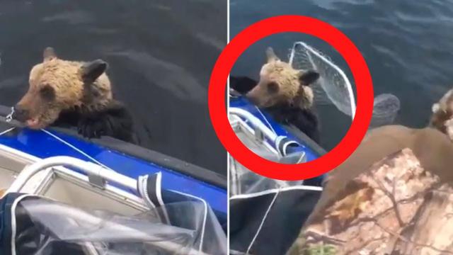 Drowning bear was begging PEOPLE for help… This man did not hesitate for a MOMENT