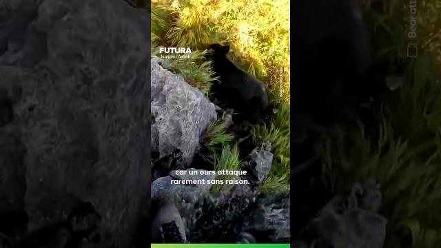 Un randonneur s’est fait attaquer par un ours noir au Japon ! ????????????????