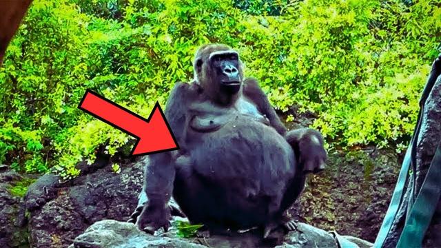 Pregnant Gorilla Refuses To Give Birth, Vet Gets Shock Of His Life When He Sees The Ultrasound