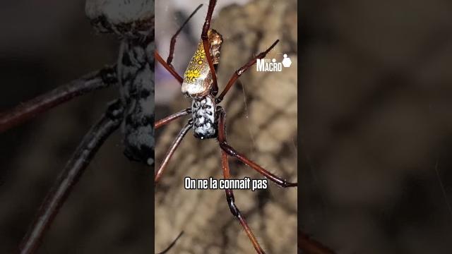 Trichonephila inaurata : une araignée aux couleurs dorées !