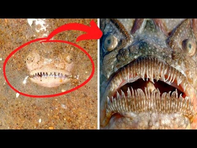 This Stargazer Fish Buries Its Body And Leaps To Attack Anything That Passes By And It’s Terrifying