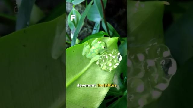 La grenouille de verre : on peut voir à travers sa peau ! ????