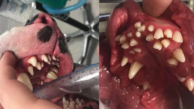 Dog Owner Shocked To Discover Her Adopted Great Dane Has 70 Teeth