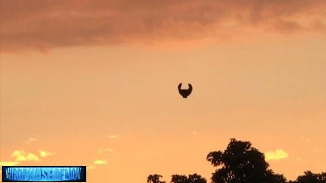 Unexpected Visitor Over CA! 9/5/2017 WEIRD STEALTHY Alien UFO Craft!?