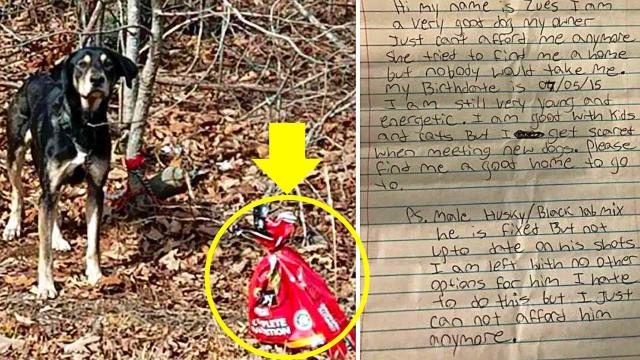 A Woman Found A Tied Dog In The Forest – It Had Some Kind Of Number On It…
