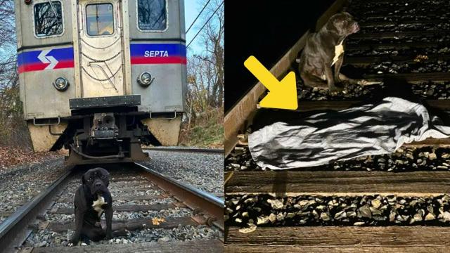 Dog Refuses To Leave Railway Police Turns Pale When They Realize What He Is Hiding !