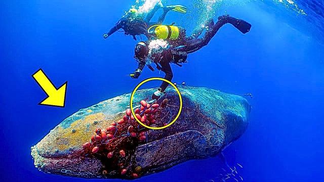 Giant Whale Won't Leave Diver Alone, She Then Realizes He Is Trying To Tell Her Something