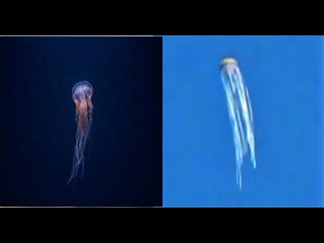 Rare Jellyfish UFO Finally Caught On Video, Brasil