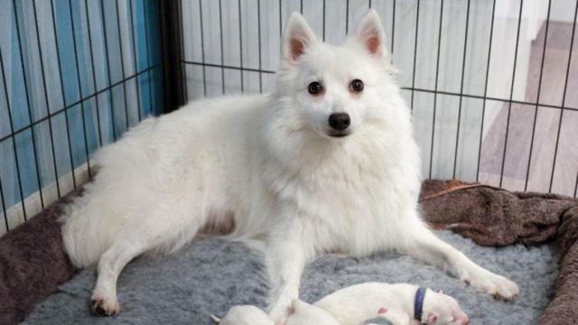 She Adopted A Tiny Puppy, But Never Expected This