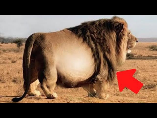Rangers Spot Giant Lion Vet Is Shocked When Looking At The Ultrasound