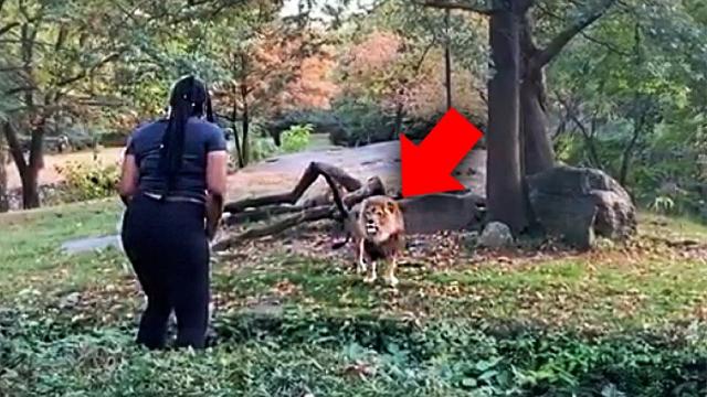 Woman inexplicably jumps zoo fence to get up close with African lion