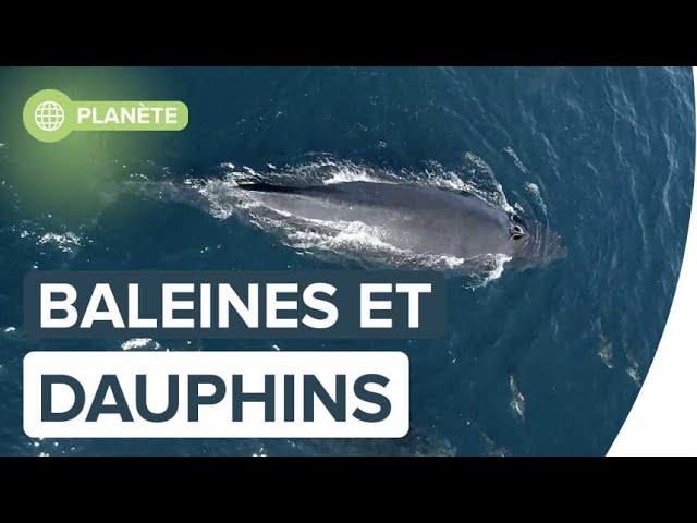 Exceptionnel : 1.500 dauphins jouent avec un bébé baleine à bosse | Futura