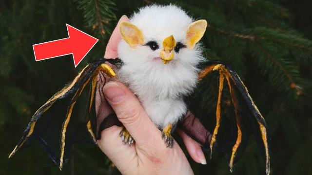 Man Rescues Baby Bat, But Weeks Later He Discovers That It's Not Just A Bat