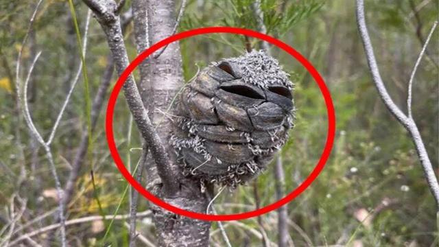 Woman Sees Strange Bird But She Realizes Too Late What It Really Is