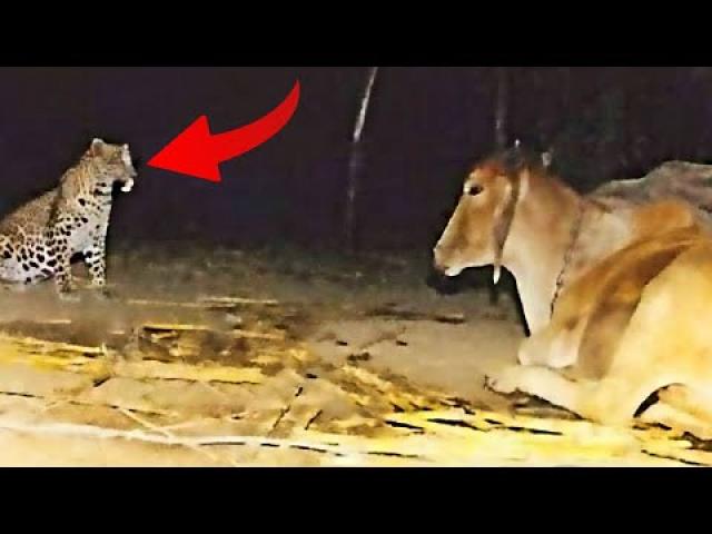 Farmer noticed Leopard visits his Cow every night Until he setup a Camera and Sees Why