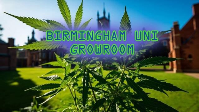 Birmingham Uni 4 Gr0wr00m