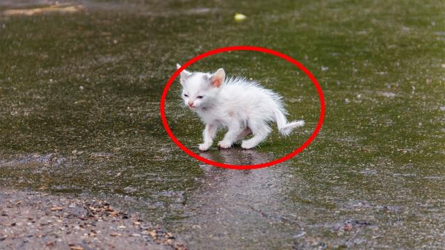 Everyone Was Told Not To Touch This Cat, But One Man Didn't Listen And Then This Happened