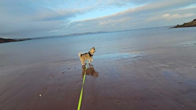 Angel at Brixham beach