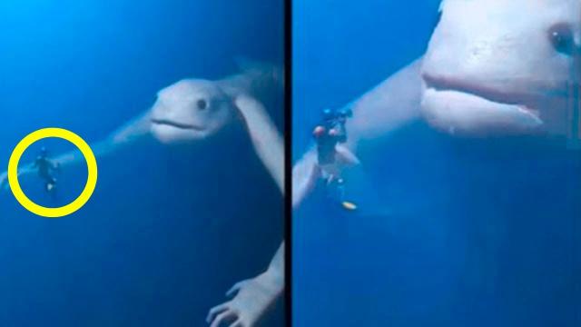 Amateur Divers encountered a huge strange animal – they were terrified!