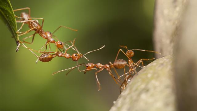 What It Means To Be Human - Insects Dominate the World