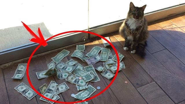 This Cat Brought His Owner a Bag of Money Every Day , So He installed a Camera and Was Surprised !