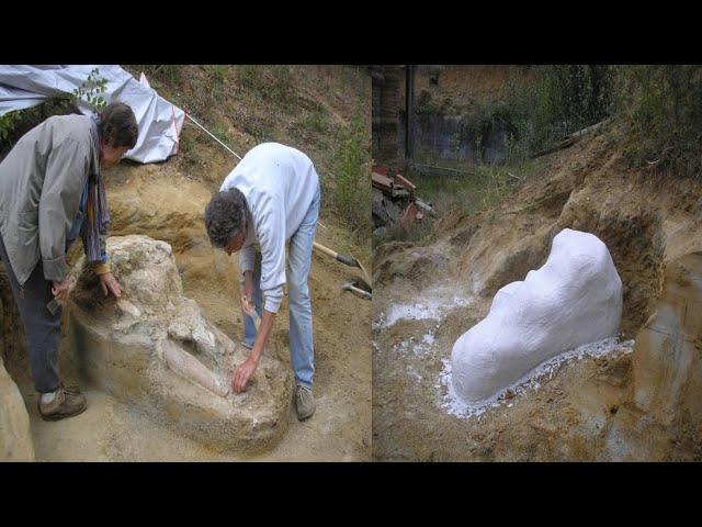 500 Million years Old Fossil Baffles Archaeologists